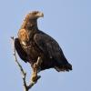 Seeadler