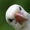 Storch im Frankfurter Zoo