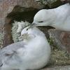 Eisssturmvögel auf Handa-Island (Schottland)