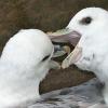 Eisssturmvögel auf Handa-Island (Schottland)