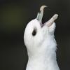 Eisssturmvogel auf Handa-Island (Schottland)